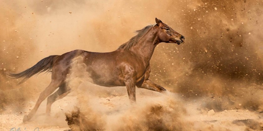 Getting Started with Equine Photography!
