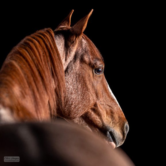 Horse portrait on black background
