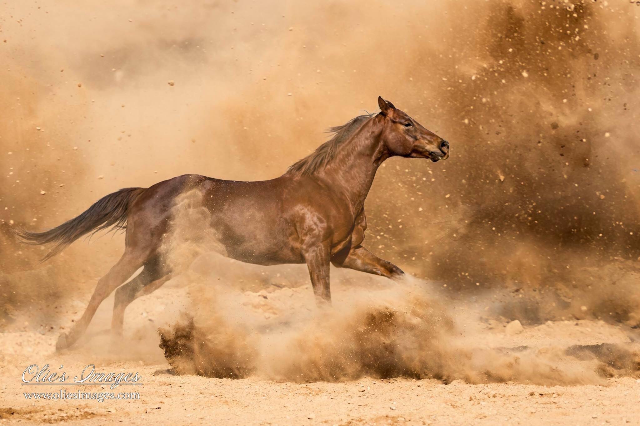 Getting Started with Equine Photography! | Equine Photo School